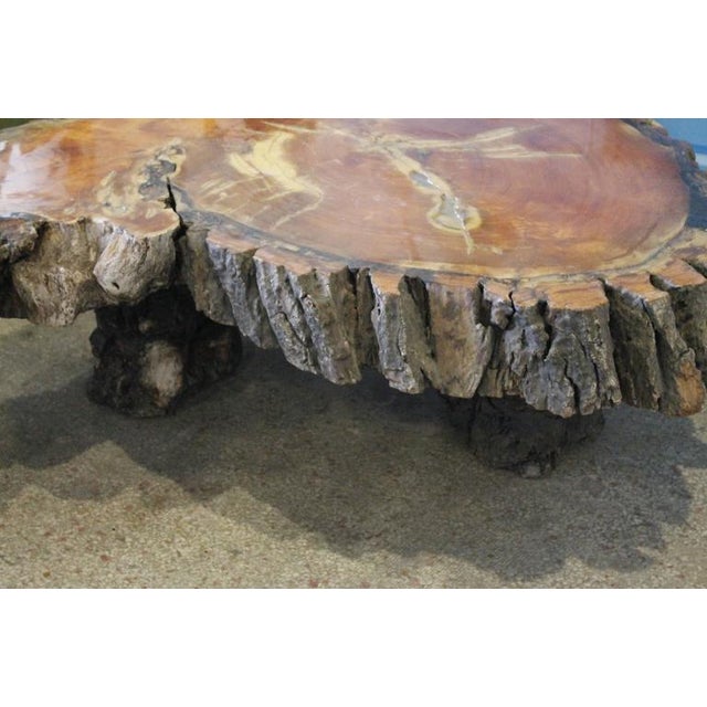 Vintage Cypress Tree Trunk Coffee or Cocktail Table Chairish