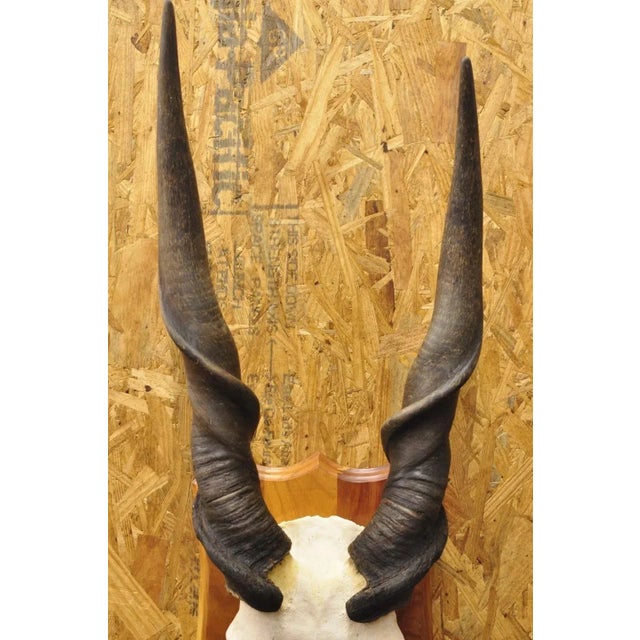 Vintage African Eland Skull Mount With Twisted Horns Taxidermy Cabin Decor For Sale - Image 4 of 10