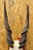 Vintage African Eland Skull Mount With Twisted Horns Taxidermy Cabin Decor For Sale - Image 4 of 10