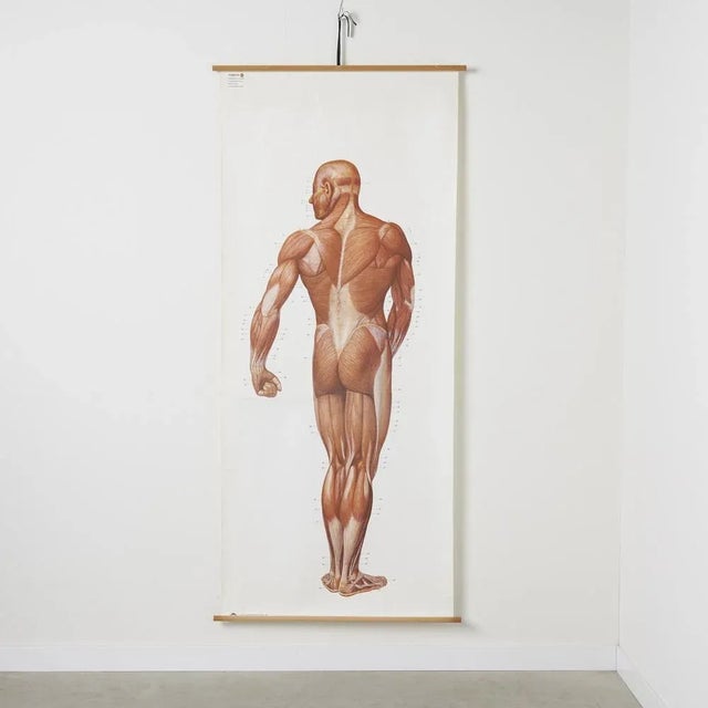 White Large Anatomical Wall Chart from Deutsche Hygiene Museum, Dresden, 1992 For Sale - Image 8 of 8
