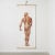 White Large Anatomical Wall Chart from Deutsche Hygiene Museum, Dresden, 1992 For Sale - Image 8 of 8