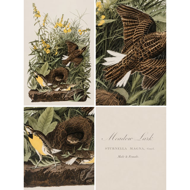 1980s 1980s The Abbeville Press Edition of the Meadow Lark (Plate 136) From the Birds of America by John James Audubon For Sale - Image 5 of 6