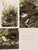 1980s 1980s The Abbeville Press Edition of the Meadow Lark (Plate 136) From the Birds of America by John James Audubon For Sale - Image 5 of 6