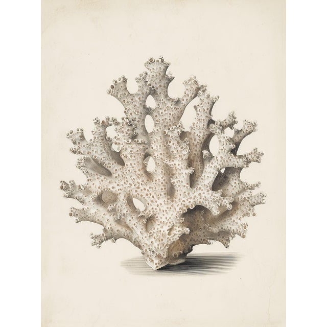 Elegant and timeless, this White Coral Botanical Fine Art Print celebrates the intricate beauty of marine life through the...