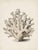 Elegant and timeless, this White Coral Botanical Fine Art Print celebrates the intricate beauty of marine life through the...
