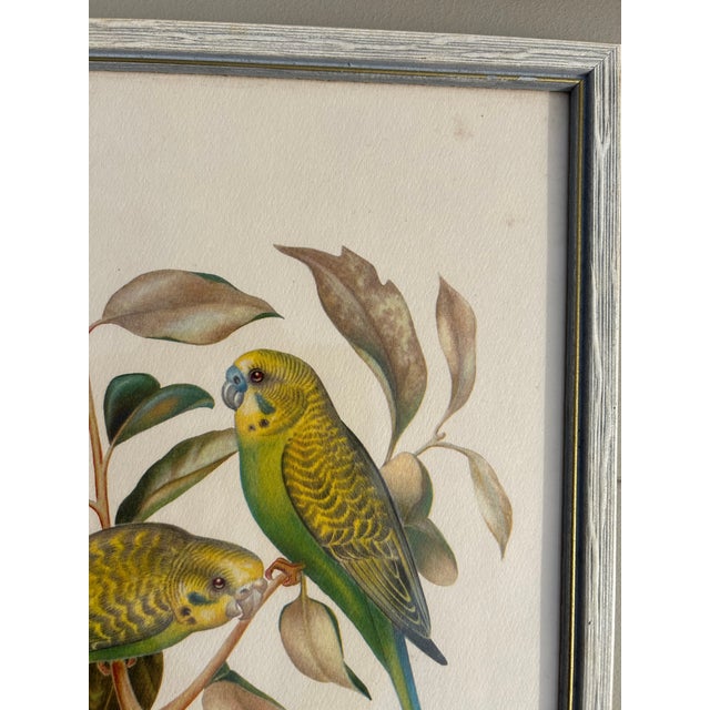 Collection of 4 Parakeet / Budgies Framed Prints by Artist E. Serton For Sale - Image 6 of 9