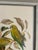 Collection of 4 Parakeet / Budgies Framed Prints by Artist E. Serton For Sale - Image 6 of 9