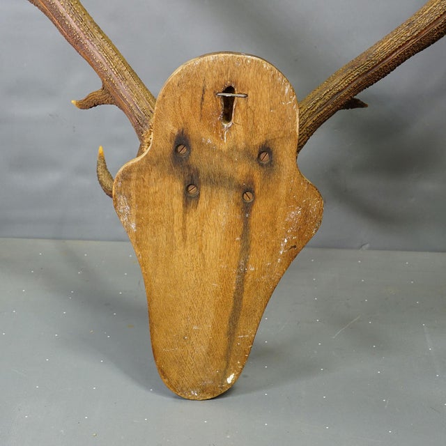 Early 20th Century Black Forest 12 Pointer Red Deer Trophy on Wooden Plaque - Germany 1930 For Sale - Image 5 of 5