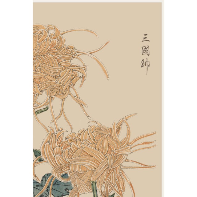 Japanese Spider Chrysanthemum Pair by Hasegawa Japanese Botanical Art Print, 16" X 24" For Sale - Image 3 of 9
