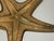 1960s Vintage Brass Starfish Sculpture Set Natural Specimen Art, Korea 1960's For Sale - Image 5 of 7