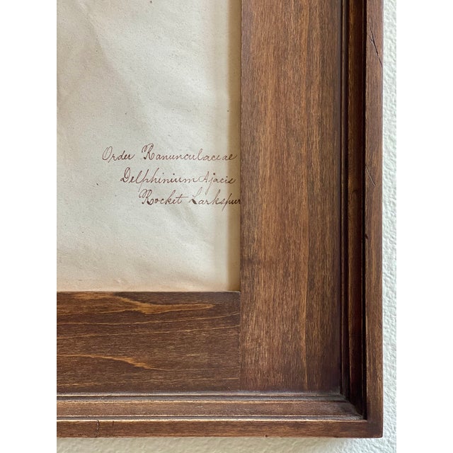 Stunning late 19th century Swedish Herbarium - Delphinium in a handsome all wood custom frame and mat with handwritten...