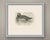 This antique bird print shows a duck swimming with the head turned back over the shoulder to preen the scapulars, an...