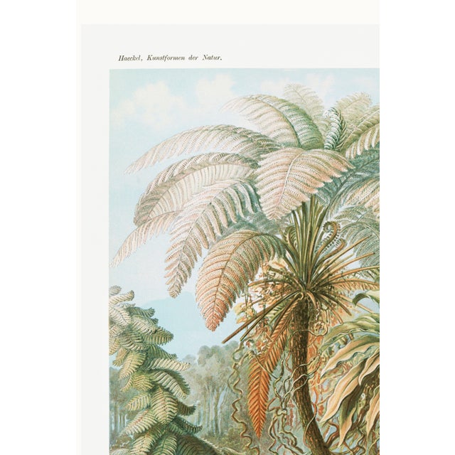 Paper Botanical Art Print Reproduction, Vintage Fern and Palm Tree Illustration, 16" X 24" For Sale - Image 7 of 10