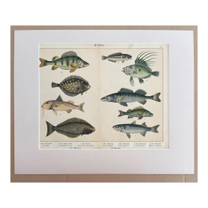 Antique German Fish Print from "Natural History of Mammals" ca. 1878 Matted, 2