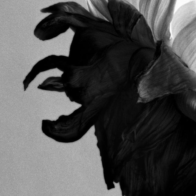 Ugne Pouwell, Liminal, 2026, Archival Pigment Print, Limited Edition of 15 For Sale - Image 4 of 5