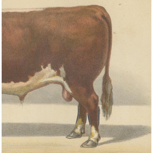 After Charles Olivier de Penne, Hereford Bull, British Cattle from Animaux De La Ferme, 1863, Chromolithograph For Sale - Image 6 of 9