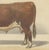 After Charles Olivier de Penne, Hereford Bull, British Cattle from Animaux De La Ferme, 1863, Chromolithograph For Sale - Image 6 of 9