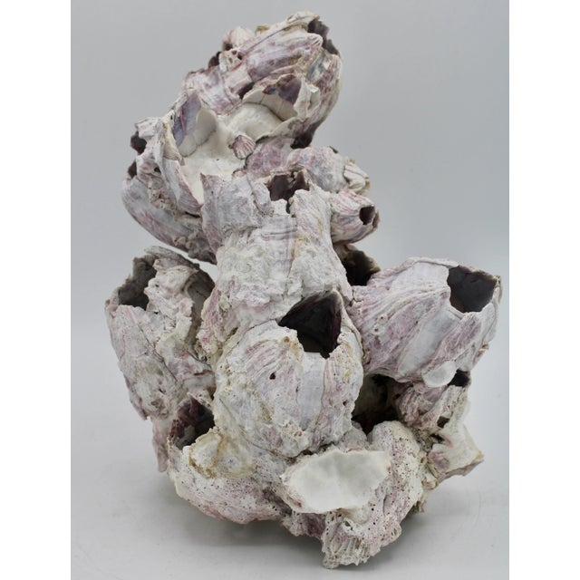Vintage Organic Modern Coastal Barnacle Conglomerate Sculpture For Sale - Image 9 of 11