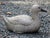 English Circa 1950s English Terracotta Painted Duck Garden Ornament For Sale - Image 3 of 7