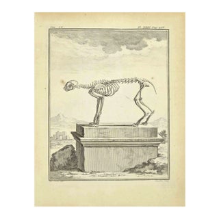 Juste Chevillet, The Skeleton, Etching, 1771 For Sale