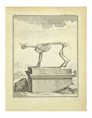 Juste Chevillet, The Skeleton, Etching, 1771