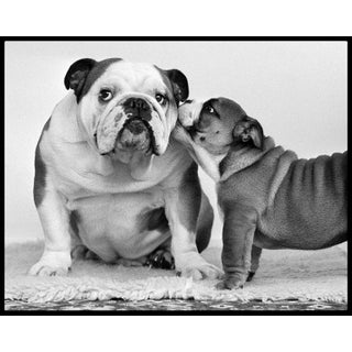 Arthur Steel: Careless Whispers, Limited Edition Photograph 16 X 13.5” For Sale