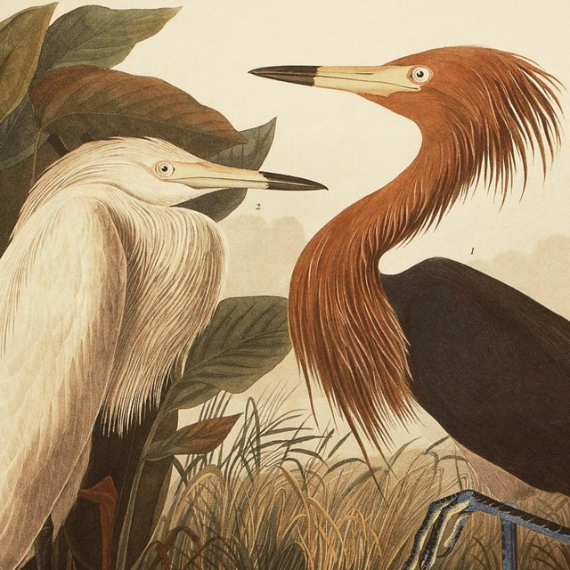 Printmaking Materials 1990s Purple Heron or Reddish Egret After Audubon, Large Cottage Print For Sale - Image 7 of 12