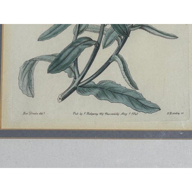 White Traditional Wall Decor, Framed Floral Botanicals, Giltwood Frame, 19th C. For Sale - Image 8 of 14