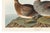 Gadwall Duck, Vintage Art Print Reproduction From Birds of America by John James Audubon, 60" X 40" For Sale - Image 10 of 11