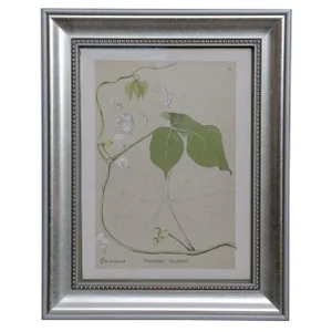 Late 19th Century Framed Phaesolus Vulgaris Illustration