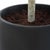 Wood Boreal Potted Birch Tree For Sale - Image 7 of 7