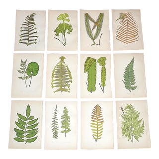 Antique 19th Century Botanical Fern Engravings on Wood - Set of 12 For Sale