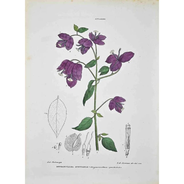 Lithograph hand watercolored. Plate from "Atlante di Botanica popolare ossia Illustrazione di Piante Notevoli di ogni...