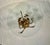 Hans Kögl Italian Mid-Century Hollywood Regency Gild Metal Floral Design Side Table, 60s For Sale - Image 4 of 12