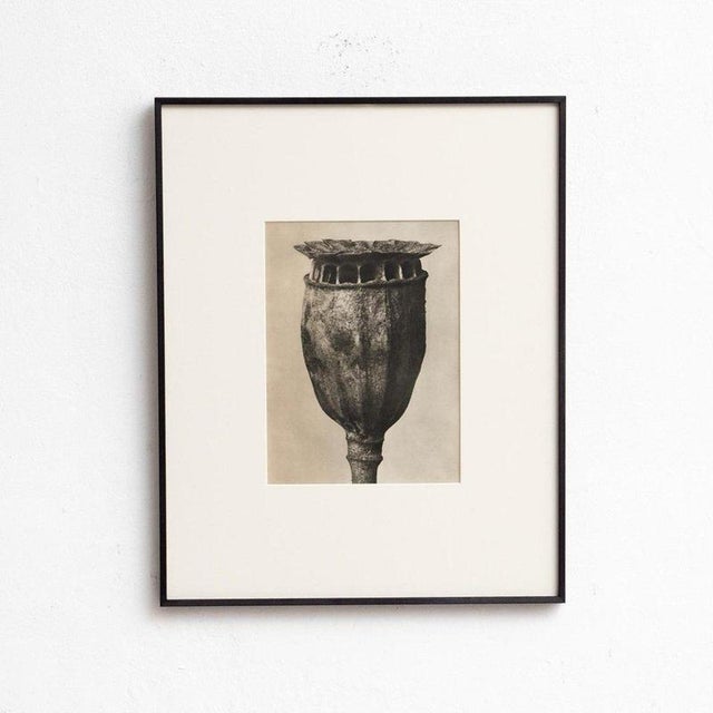 Karl Blossfeldt, Natural Grace, 1942, Photogravure, Framed For Sale - Image 12 of 13