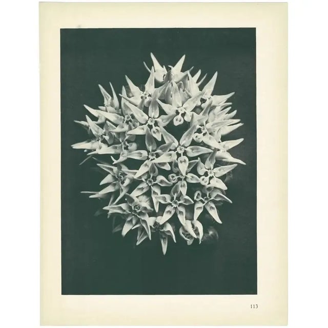 1920s 1928 Karl Blossfeldt Original Period Photogravure N113 of Asclepias Speciosa For Sale - Image 5 of 6