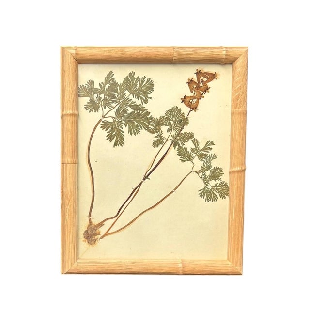 Tan 1893 Herbarium Botanical Specimens, Set of 12 For Sale - Image 8 of 17