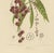 Van Nooten, Tepisanthes Alata, Paper For Sale - Image 4 of 5