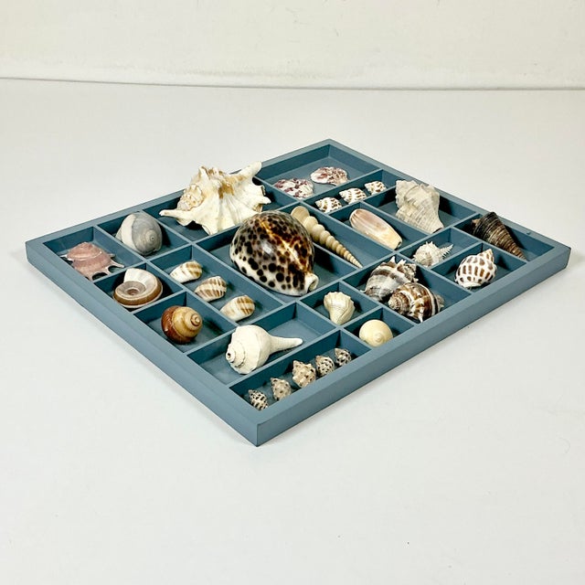 Vintage Coastal Boho Chic Seashell Collection, French Blue Divided Shadowbox Decorative Object For Sale - Image 13 of 13