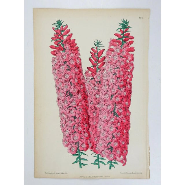 English Antique Circa 1870's Botanical Bookplate Pink Hyacinths Print For Sale - Image 3 of 4