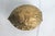 Vintage Brass Walnut Nutcracker For Sale - Image 4 of 9