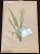 Iris Virescens, Lalics Hand Colored Engraving Signed P. J. Redoute For Sale In New York - Image 6 of 13