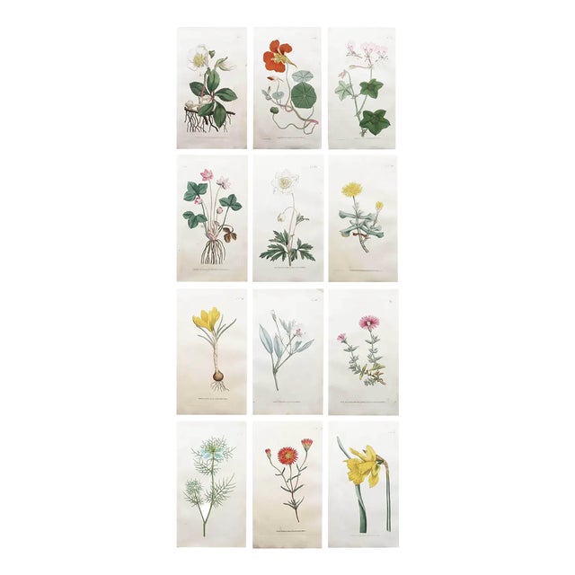 After Sowerby, Botanical Prints, 1793, Lithograph, Set of 12 For Sale