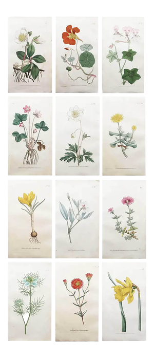 After Sowerby, Botanical Prints, 1793, Lithograph, Set of 12