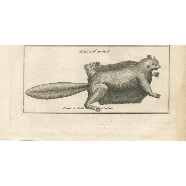 Poulo Condore, Flying Lizard and Flying Squirrel, 1770, Print For Sale - Image 4 of 10