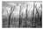 Paul Cooklin, Stubble, Occold, Suffolk, Edition of 50 For Sale