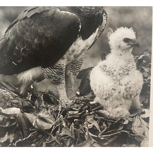 Rare 1975 'harpy Eagle Mother & Baby Fledgling' in Nest Neil Rettig Photograph For Sale - Image 12 of 12