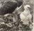 Rare 1975 'harpy Eagle Mother & Baby Fledgling' in Nest Neil Rettig Photograph For Sale - Image 12 of 12