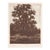Lone Oak Tree Etching by Jerry Weers For Sale