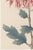 Pink Mum, Vintage Japanese Botanical Art Print, 40" X 60" For Sale - Image 4 of 11